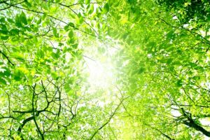 【海老名市 綾瀬市 新築分譲 住宅コラムver.120】秀建の造る家の木材は、なぜ乾燥材を使うのか？