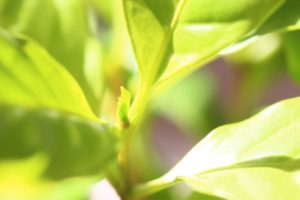 【海老名市 綾瀬市 新築分譲 住宅コラムver.124】方角ごとの特徴