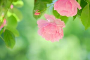 花のある風景【海老名市 綾瀬市 新築分譲 住宅コラムver.205】