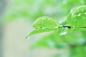 雨の多い時期に考えること【海老名市 綾瀬市 新築分譲 住宅コラムver.400】