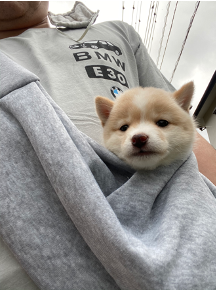 かわいい豆柴の新しい家族を迎えました 秀建のebie 新築建売 分譲住宅 海老名 綾瀬 座間 厚木 大和 藤沢 茅ヶ崎 寒川 横浜