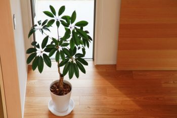 【海老名市分譲コラムver.175】理想の家、ご相談下さい